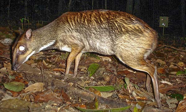 Greater Mouse-deer. Note the striations on the flanks and the broken white line on the neck.