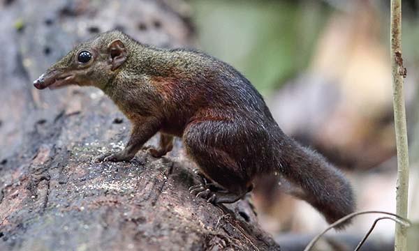  Large Treeshrew. Note that the stripe does NOT run along the length of the back, and the tail is relatively short and bushy.