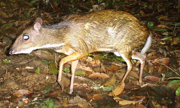 Lesser Mouse-deer. Note the dark patch of fur on the back of the neck.